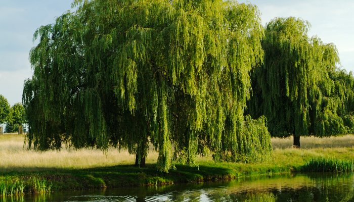 Willow trees (salix) alongside the River
        <br>Irwell gave Salford its name